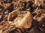 Equo exige medidas "urgentes" para reducir la contaminación por plásticos en las playas españolas