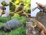 Tortugas gigantes, lagartos y aves son "vitales" al dispersar las semillas en las islas oceánicas, según el CSIC