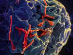 El virus del ébola puede persistir en el semen de los supervivientes dos años después de la infección