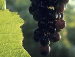 Comienza la vendimia con una previsión de un 25% más de cosecha, hasta 70 millones de kilos de uva "de calidad"