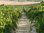 Bodegas Barbadillo prevé una recolecta de 10 millones de kilos de uva palomina en la vendimia en Sanlúcar