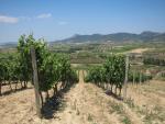 La Junta destina 650.144 euros para la reestructuración de cien hectáreas de viñedo en la última campaña