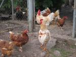 Sanidad aclara que no se han distribuido huevos contaminados por el insecticida fipronil en España "hasta el momento"