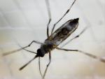 Un estudio alerta de que el dengue se está propagado a través de los viajes de avión