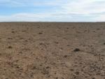 La estepa de esparto de Argelia está en peligro de desertificación, según alerta el CSIC