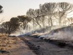 ONG ambientales piden tras el incendio que el Estado asuma la gestión de Doñana ante la "inadecuada" gestión de la Junta