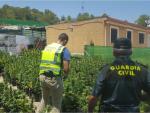 Seis detenidos por cultivar más de 2.200 plantas de marihuana en una finca de El Campello