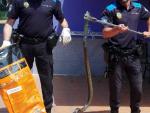 Agentes de la Policía Local de Vigo rescatan una serpiente atrapada en una red en una finca de San Miguel Oia