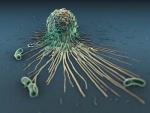 La plasticidad de los macrófagos favorece la reparación de los tejidos del hígado o el pulmón tras una infección