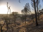 El CSIC confía en que la fauna pueda volver pronto a la zona quemada en Doñana y lograr un bosque biodiverso