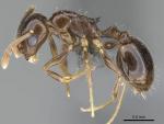 Descubren entre Pulpí y Lorca una nueva especie de hormiga