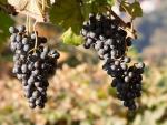 APAG Extremadura Asaja prevé una "mejoría" de precios en la uva y en el vino en la campaña de este año