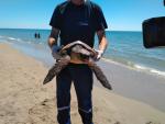 CRAM y Fundación Banco Santander recuperan tortugas marinas a través de una cámara hiperbárica