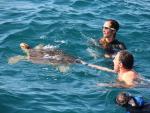 Sueltan una tortuga tras ser atendida en el Aula del Mar y expulsar restos de plástico y un tapón de botella