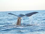 Cosméticos, pintura, cables, medicamentos o pintauñas, hallados en altas concentraciones en los cetáceos, según WWF