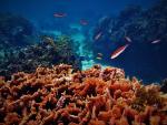 La UICN alerta de que la pesca excesiva y la pérdida de arrecifes amenazan las pesquerías del Pacífico y Caribe