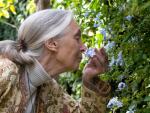 "El viaje de Jane", el lado más íntimo de la naturalista Jane Goodall