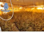 La Policía Nacional interviene 600 plantas de marihuana y detiene a dos personas