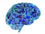 Científicos diseñan un método no invasivo para la estimulación cerebral profunda