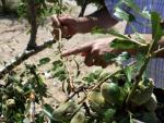 La tormenta de granizo deja importantes daños en unas 6.000 hectáreas de cultivos de Caravaca