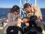 Anillamiento de águila pescadora en el embalse del Piedras en el Día Mundial del Medio Ambiente