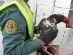 La Guardia Civil procede contra 28 personas implicadas en peleas de gallos y auxilia a 59 animales
