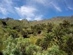 El Cabildo destina 630.000 euros a la erradicación de plantas invasoras en los espacios naturales de Tenerife