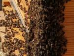 La exposición continua a los neonicotinoides afecta negativamente a las abejas en su reproducción y supervivencia