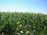 El Principado permitirá a los ganaderos adelantar la siembra del maíz a partir del 1 de mayo de 2018