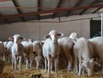 La finca La Cocosa de la Diputación de Badajoz subasta 154 hembras y 18 machos ovinos de pura raza merina