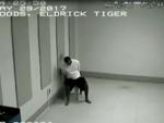 La policía estadounidense muestra el vídeo de Tiger Woods en la comisaría