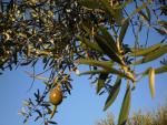 Un congreso en Badajoz analiza el futuro de la olivicultura en España y Portugal