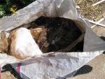 Los dos gamos encontrados en una saca en Inca fallecieron a causa del estrés al ser transportados