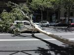 Cae un árbol sobre un coche de Onda Madrid que circulaba por Alberto Aguilera