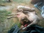 Un ataque de buitres que acaba con la vida de 14 ovejas en Guadapero (Salamanca), según Asaja