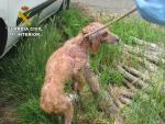 Detienen a un hombre de 42 años en Soutomaior (Pontevedra) por maltratar a 15 perros