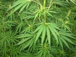 Podemos no logra el respaldo del parlamento para regular el consumo de cannabis