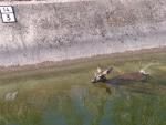 Rescatada una corza tras caer a un canal de riego del Tajo en Colmenar de la Oreja