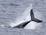 Más de 1,5 millones de ballenas, delfines y marsopas habitan el Atlántico europeo
