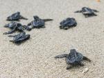 Un estudio revela que las tortugas marinas también sufren descompresión