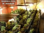 Cinco detenidos en poblaciones de Toledo tras desmantelar dos laboratorios con 796 plantas de marihuana