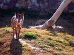 Fundación Artemisan defiende el actual estatus del lobo en España ante la petición de declararlo especie protegida