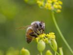 Un humano necesitaría polinizar 10.000 flores al día para alcanzar el ritmo de una abeja, según Greenpeace