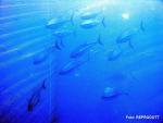 La producción de atún rojo en la Región superó en 2016 los 21 millones de euros
