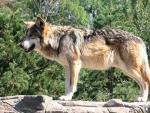 COAG: "Es mentira que el lobo esté en peligro de extinción. Es una mentira tan grande como el Congreso de los Diputados"