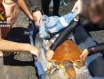 El Seprona recupera una tortuga boba herida en Gran Canaria gracias a la colaboración de unos buceadores