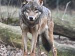 Asaja afirma que el convenio por el lobo promovido por la Junta no tiene apoyo de ganaderos ni de cazadores