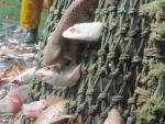 WWF propone un código ético contra la esclavitud infantil en las pesquerías de países en vías de desarrollo