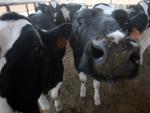 El Gobierno obliga a la industria láctea a informar de los precios de cesión a la distribución
