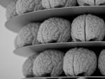 Un análisis del cerebro permitiría detectar precozmente el Alzheimer antes de que falle la memoria